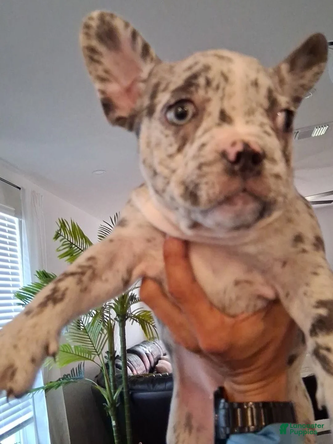 French Bulldog dogs for sale: Frenchie girly - Ad 2