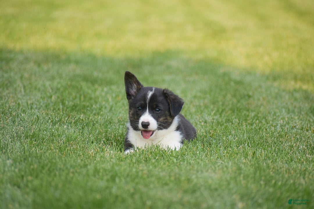 Welsh Corgi Pembroke dogs for sale: Rhett - Ad 7