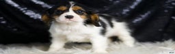 Cavalier King Charles Spaniel dogs for sale: Parker - Ad 3