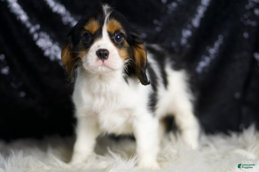 Cavalier King Charles Spaniel dogs for sale: Parker - Ad 3