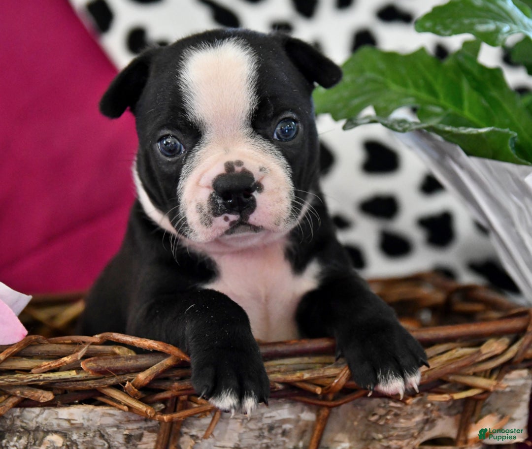 Gallery Image {{count}}