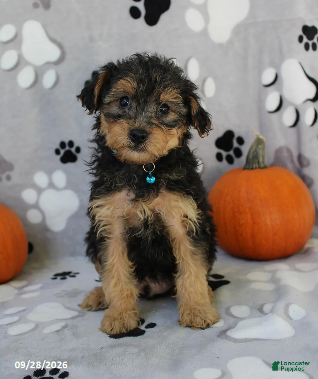 Yorkiepoo dogs for sale: Santiago - Ad 1