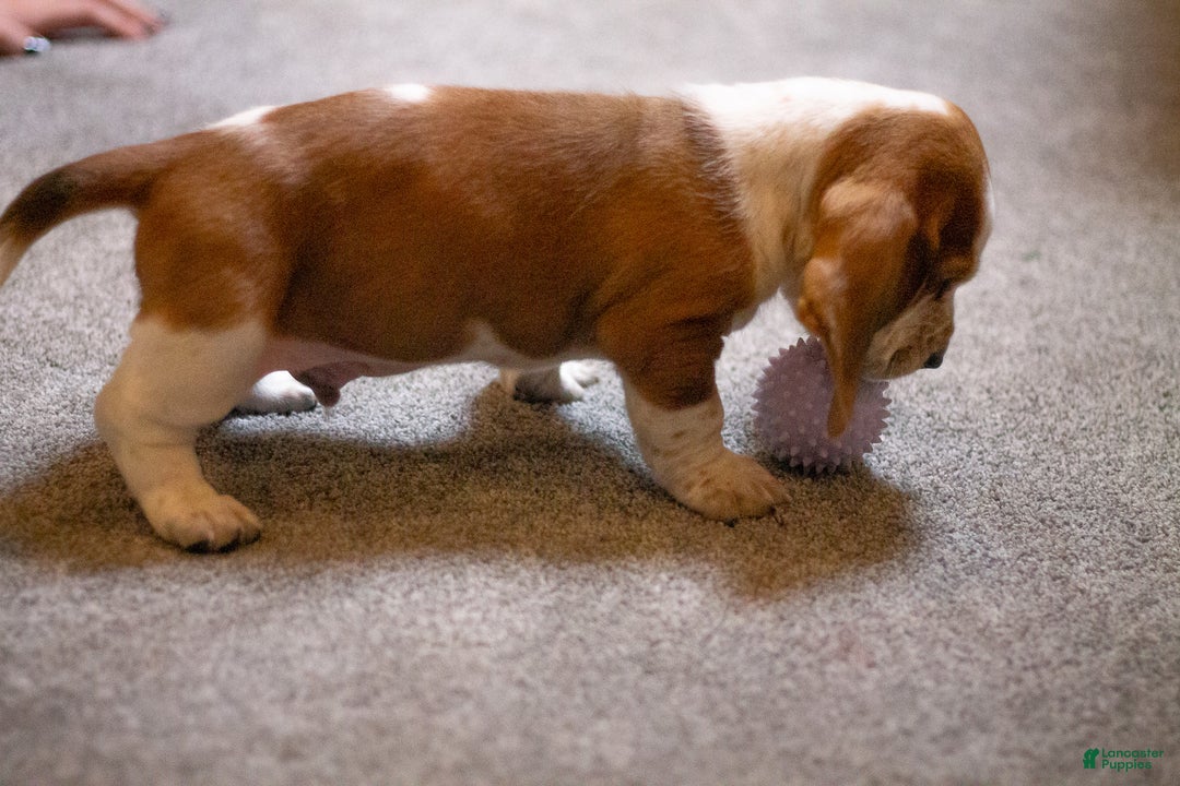 Basset Hound dogs for sale: William - Ad 5