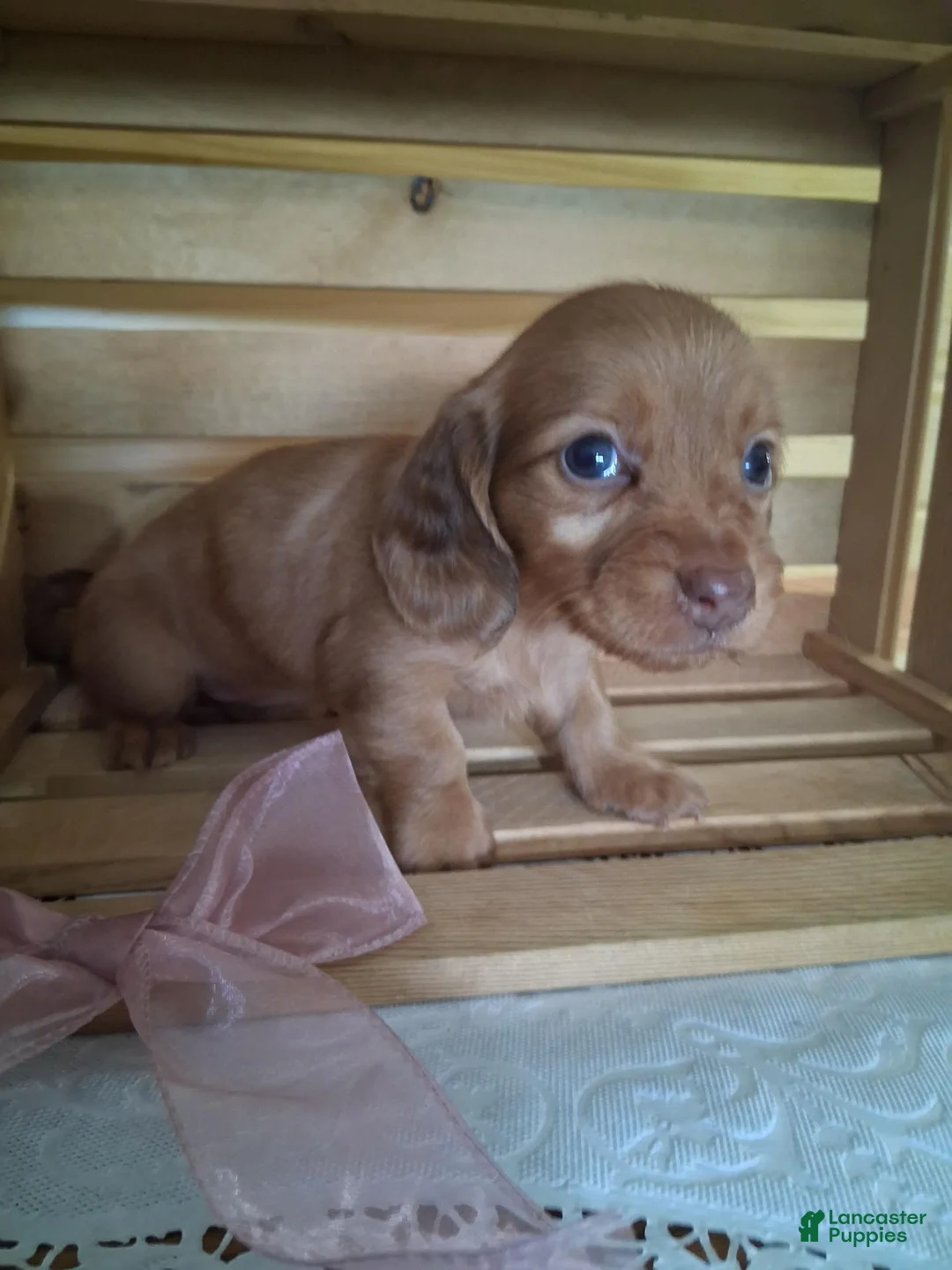 Dachshund dogs for sale: Marley - Ad 2