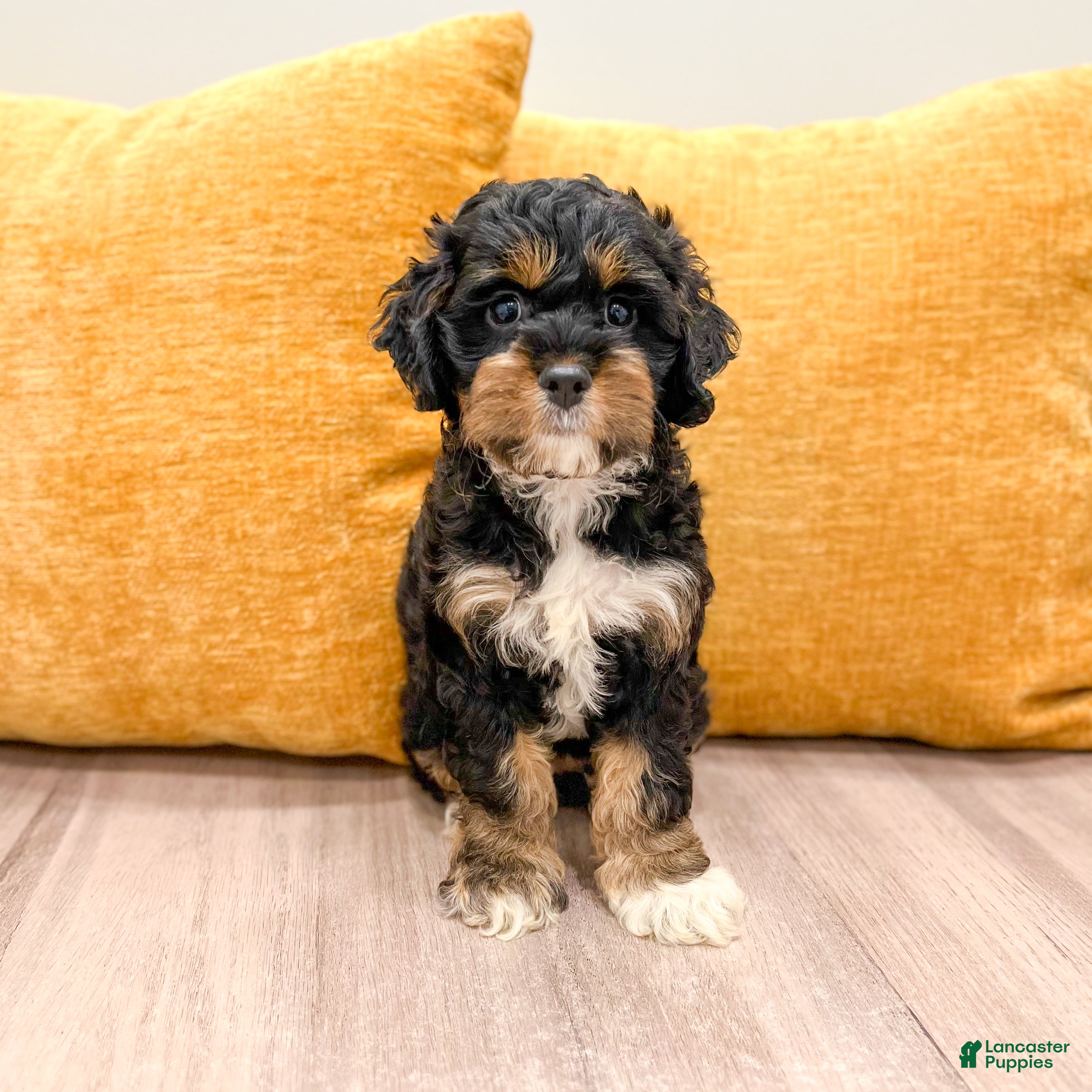 Cockapoo dogs Bella - Ad 1