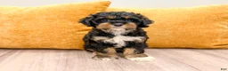Cockapoo dogs for sale: Bella - Ad 1