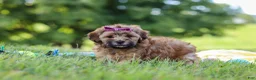 Yorkiepoo dogs for sale: Posie - Ad 4