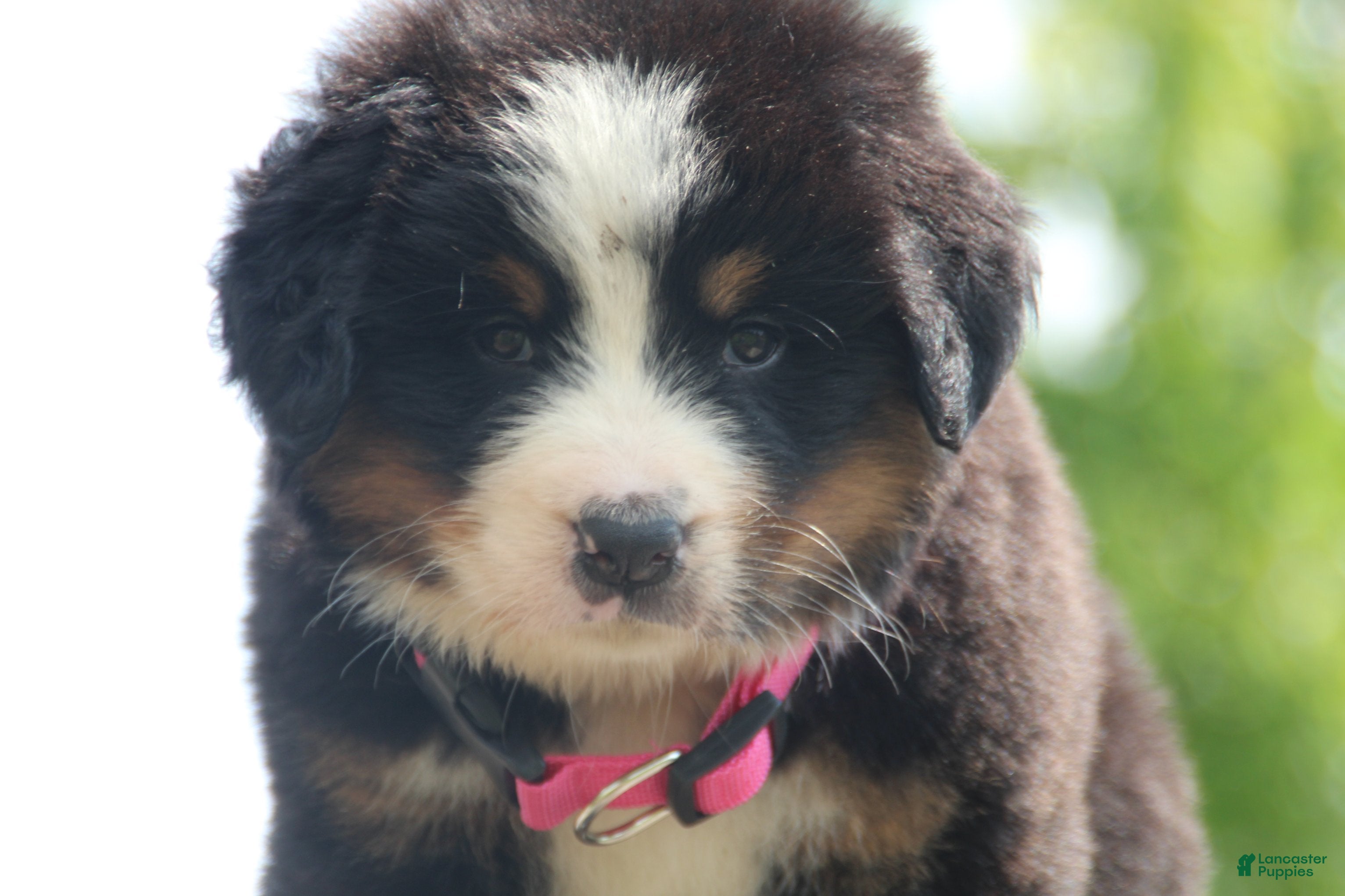 Bernese Mountain Dog dogs Pink Collar Girl - Ad 2