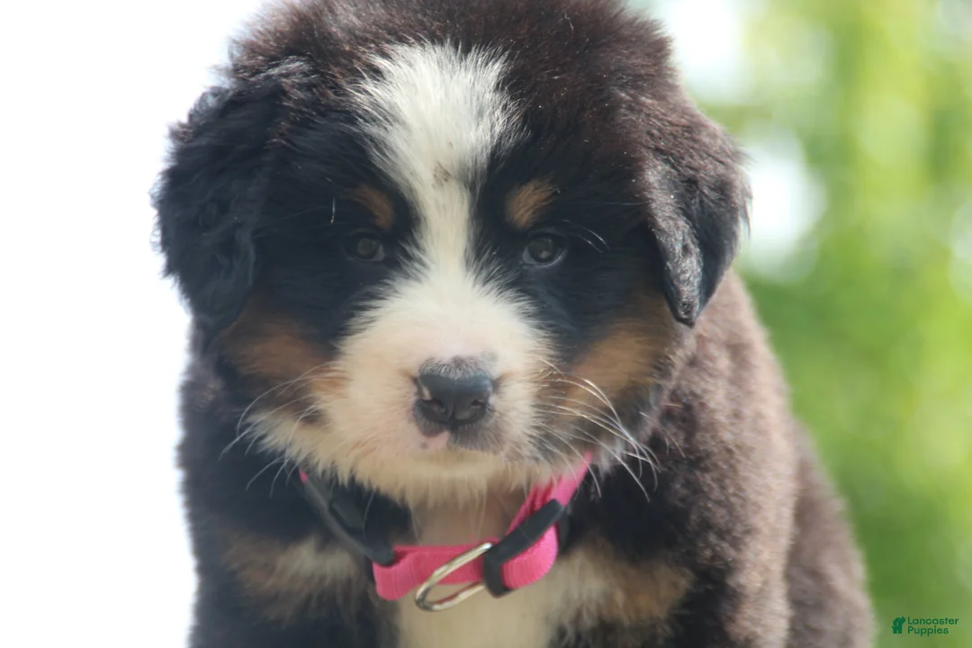 Bernese Mountain Dog dogs for sale: Pink Collar Girl - Ad 2