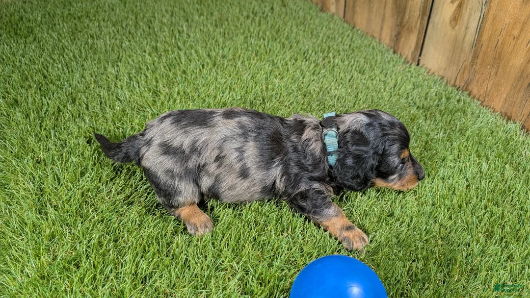 Miniature Dachshund dogs for sale: Darlie Boy 2 - Ad 5