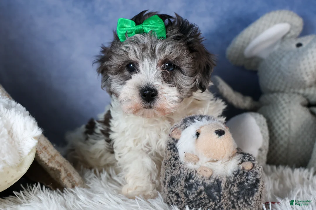 Havapoo dogs for sale: EDDIE - Ad 9