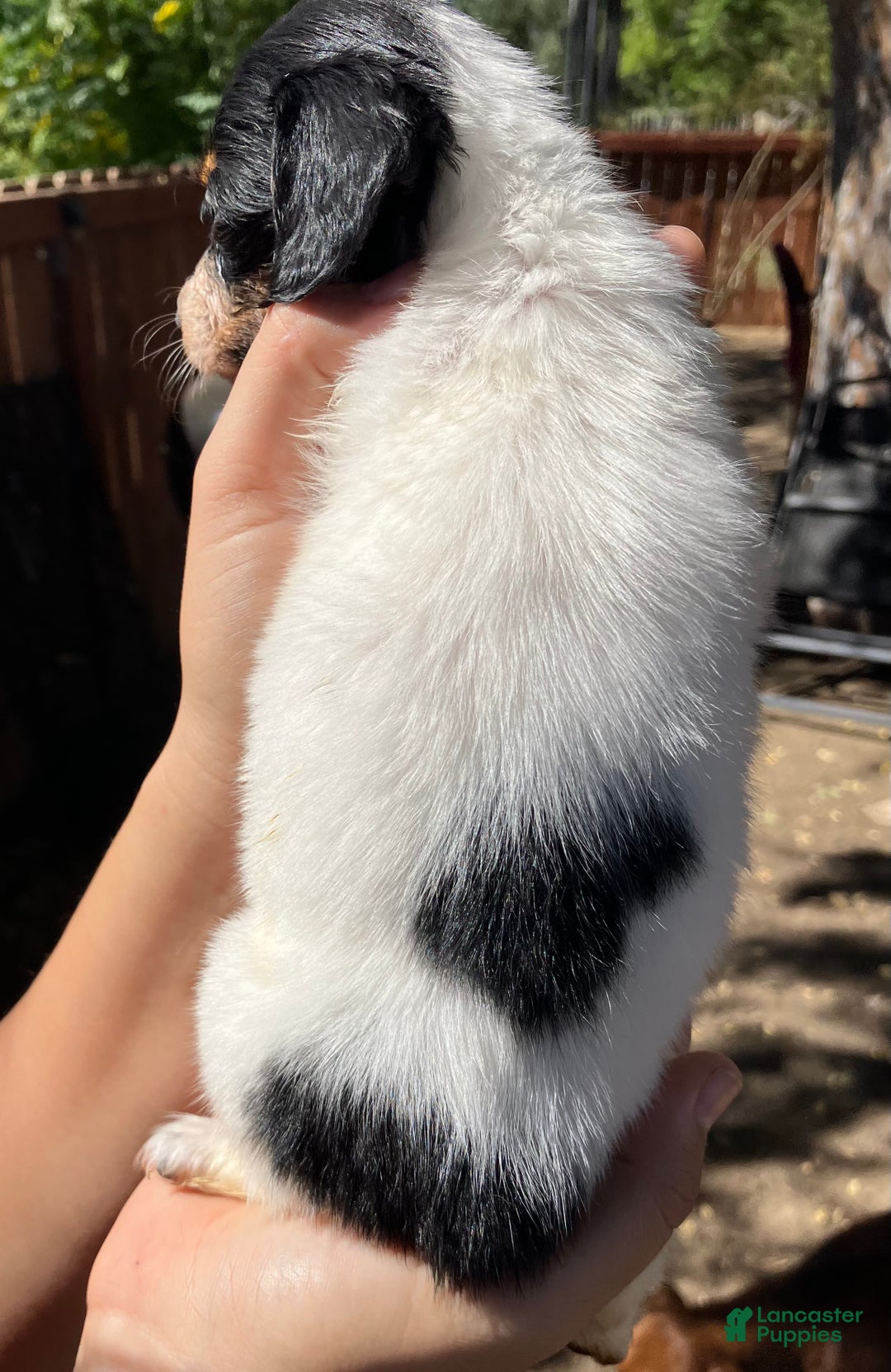 Miniature Dachshund dogs for sale: Miniature Dachshund Puppy 3 - Ad 4