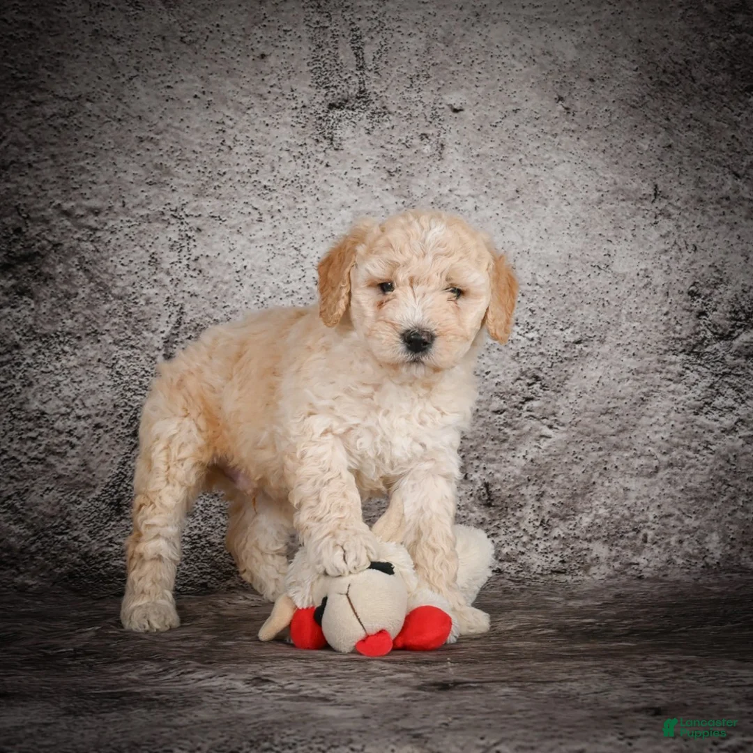 Mini Goldendoodle dogs for sale: Mavon - Ad 4
