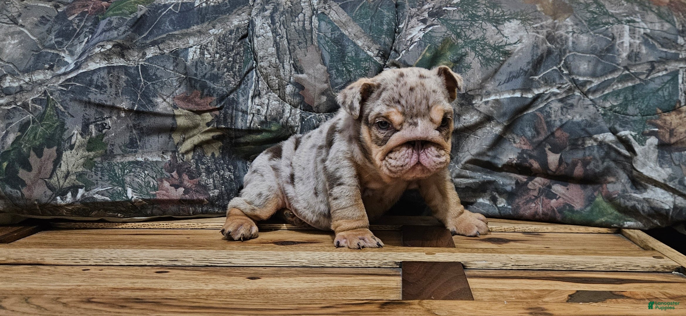 English Bulldog dogs English Bulldog Puppy 1 - Ad 28