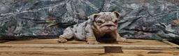 English Bulldog dogs for sale: English Bulldog Puppy 1 - Ad 1