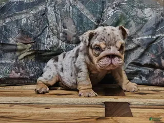 English Bulldog dogs English Bulldog Puppy 1 - Ad 28