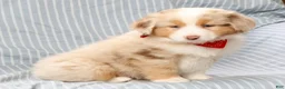 Australian Shepherd dogs for sale: Rhett - Ad 8