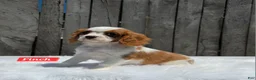 Cavalier King Charles Spaniel dogs for sale: Finch - Ad 2