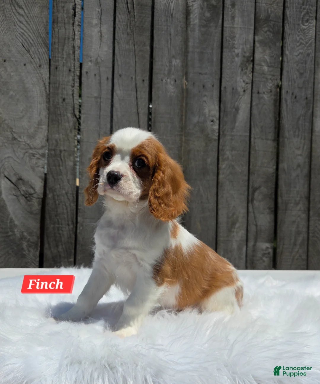 Cavalier King Charles Spaniel dogs for sale: Finch - Ad 2