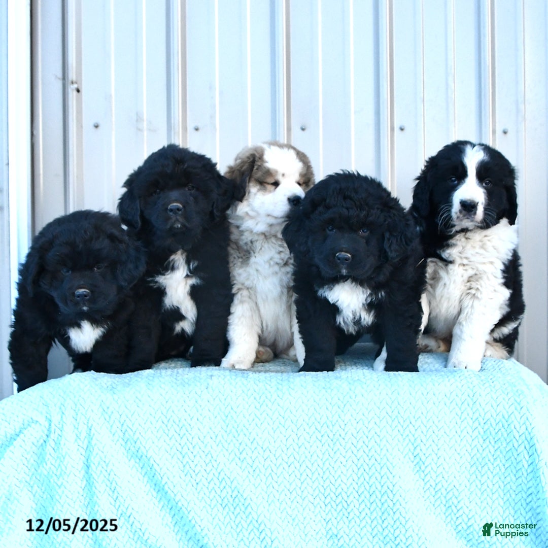 Mixed Breed dogs for sale: Candy - Ad 3