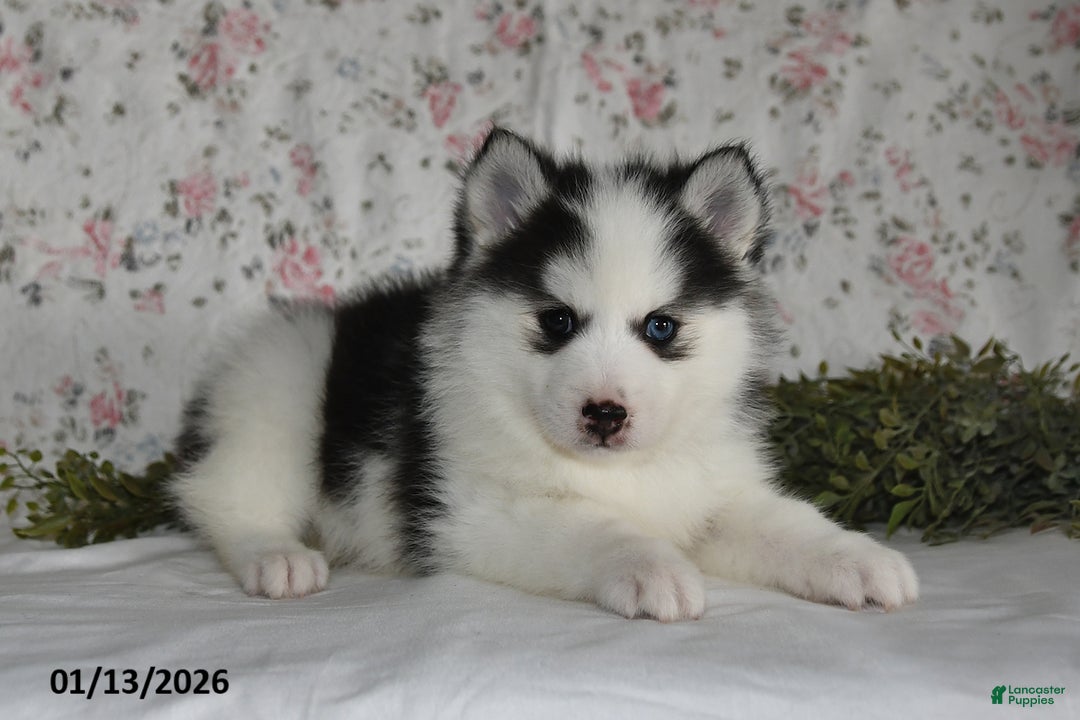 Pomsky dogs for sale: Kara - Ad 5