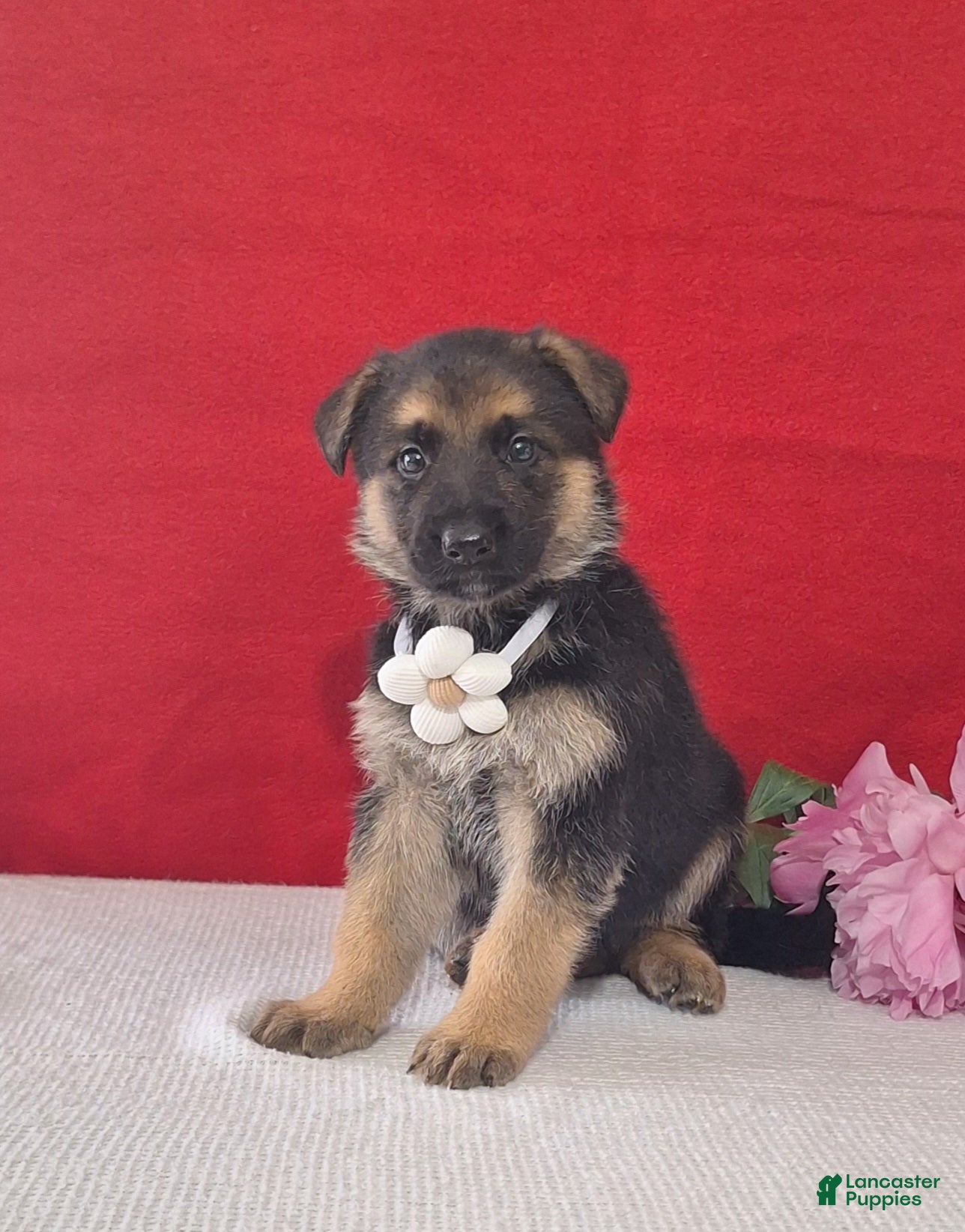 German Shepherd dogs Liliosa - Ad 2
