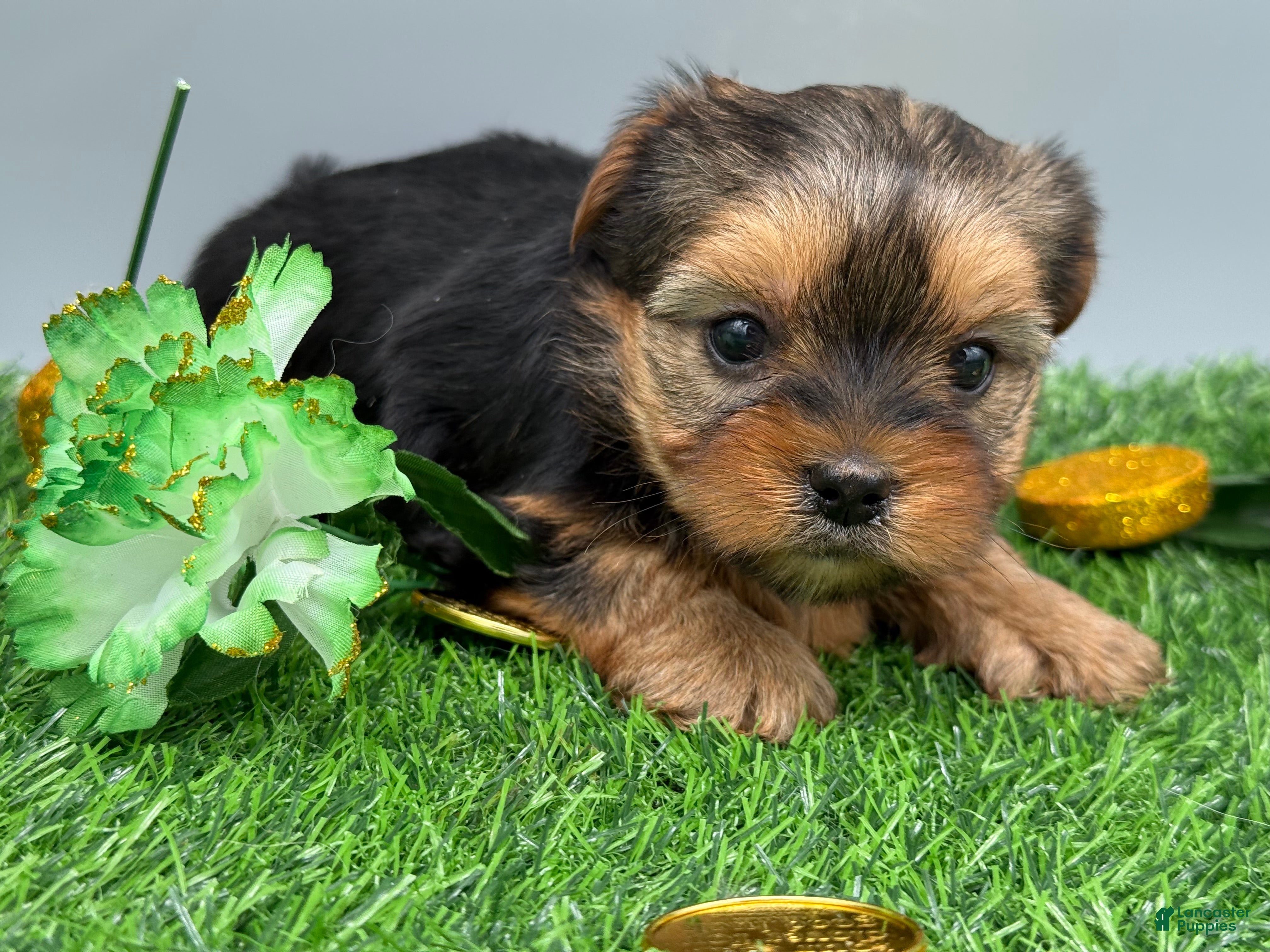 Yorkshire Terrier dogs May - Ad 26