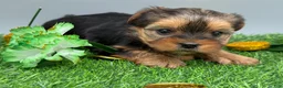 Yorkshire Terrier dogs for sale: May - Ad 4