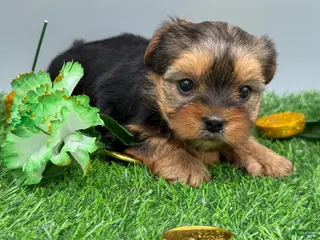 Yorkshire Terrier dogs May - Ad 26