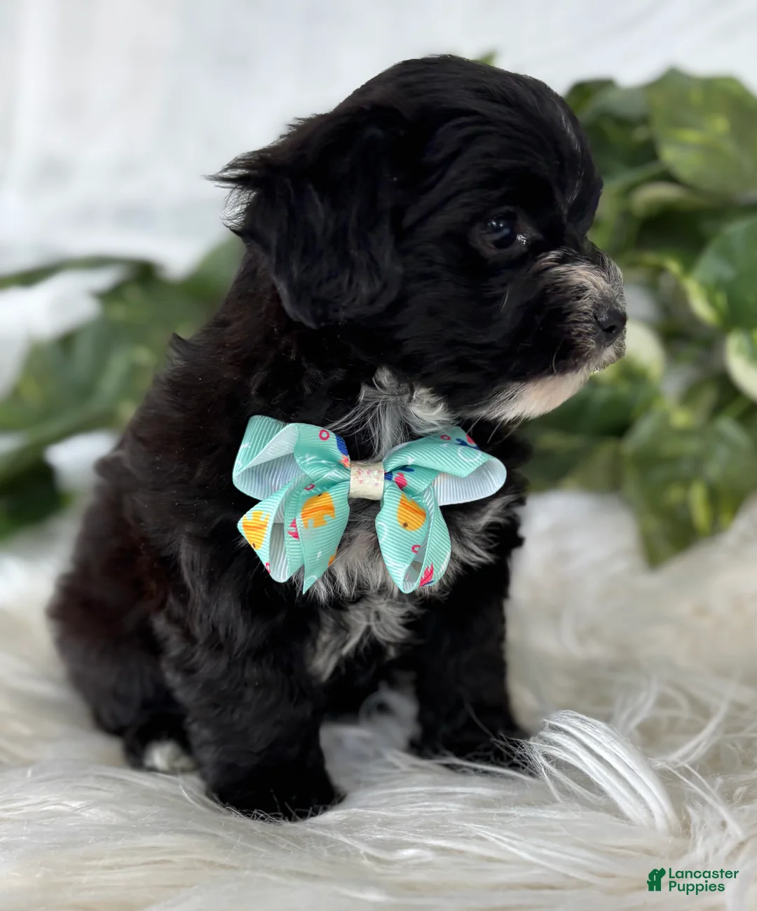 Morkie dogs for sale: Prince  - Ad 6