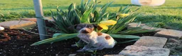 German Shorthaired Pointer dogs for sale: Rose - Ad 9