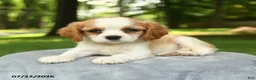 Cavalier King Charles Spaniel dogs for sale: Miley - Ad 2