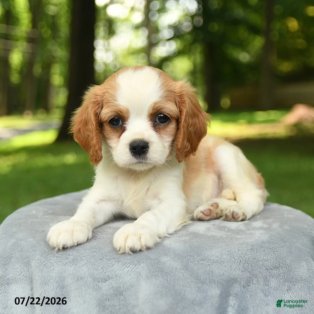 Cavalier King Charles Spaniel dogs for sale: Miley - Ad 2
