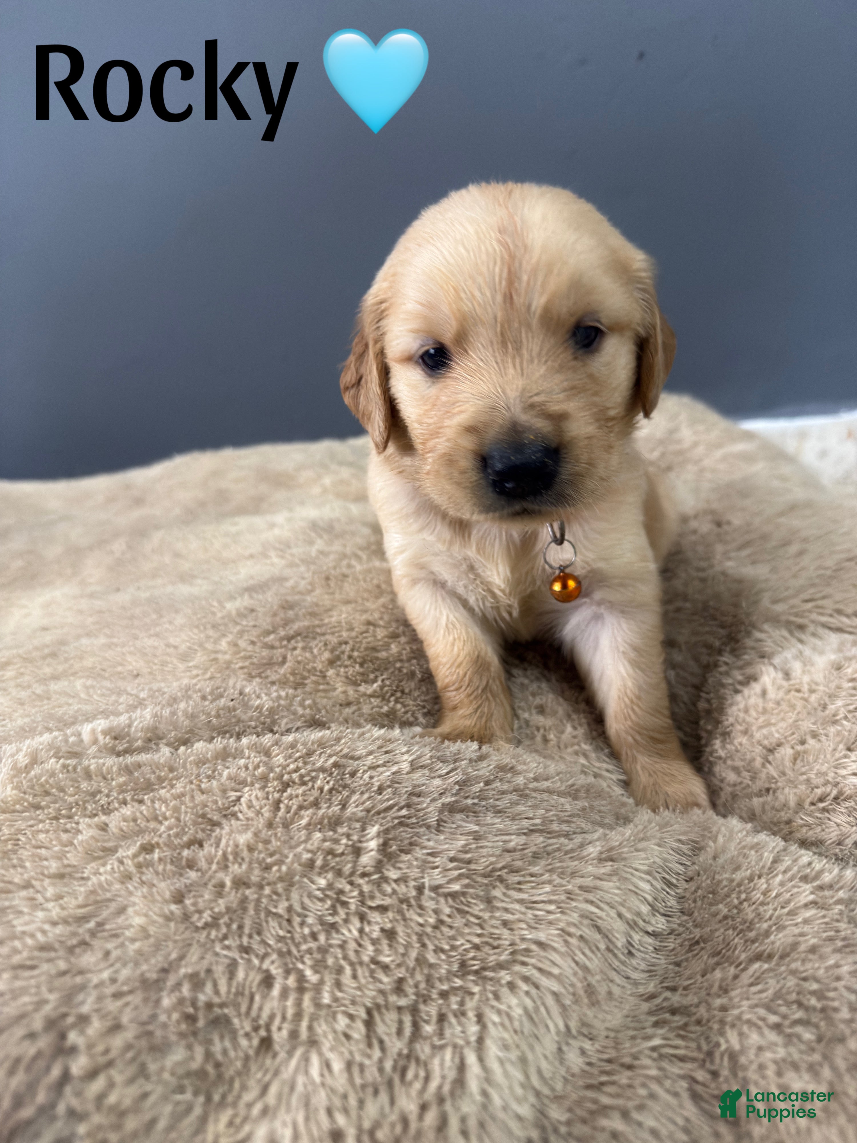 Golden Retriever dogs Rocky 🩵 - Ad 21