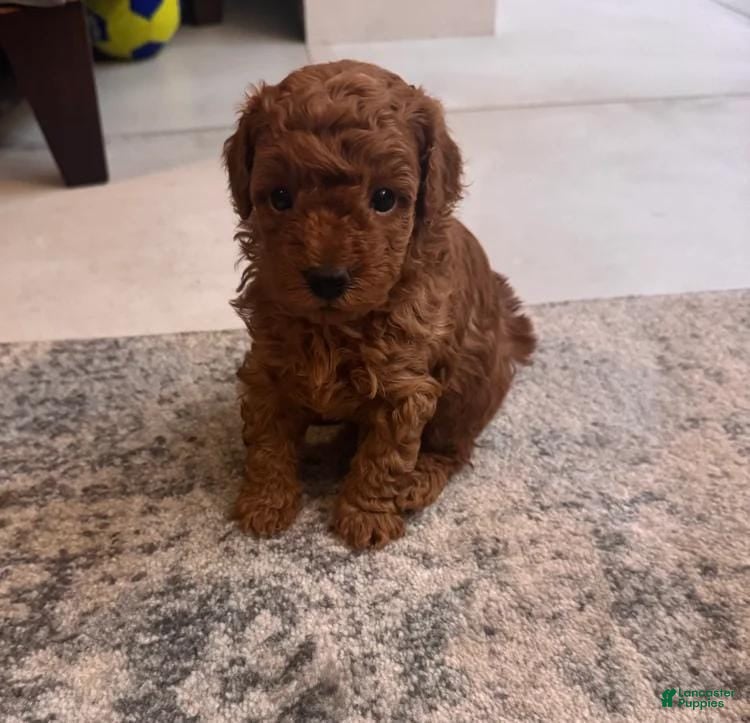 Maltipoo dogs Lora - Ad 6