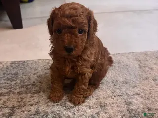 Maltipoo dogs Lora - Ad 6