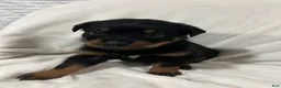 Rottweiler dogs for sale: tiny  - Ad 6