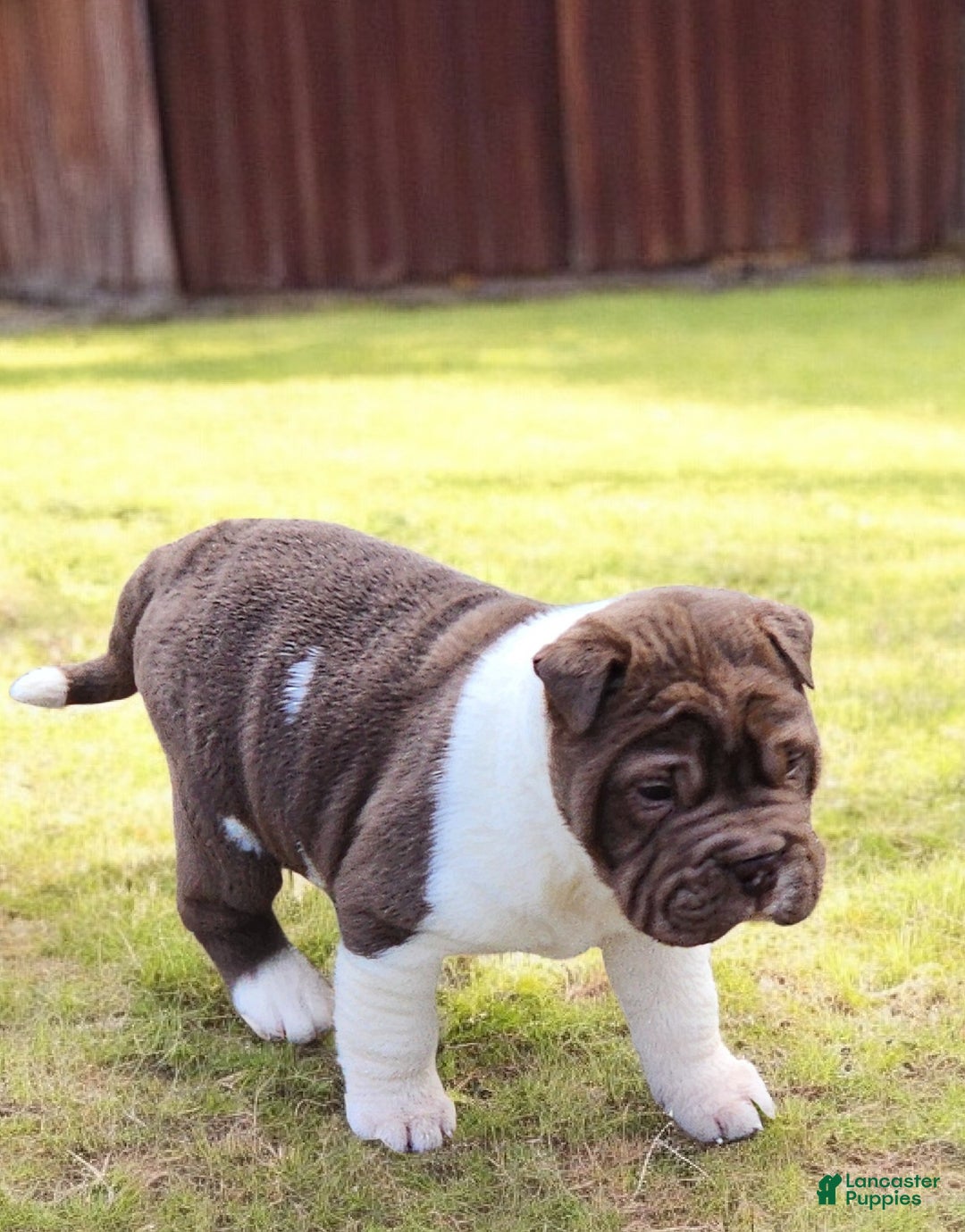 Shar Pei dogs for sale: Jester chocolate mini  - Ad 5