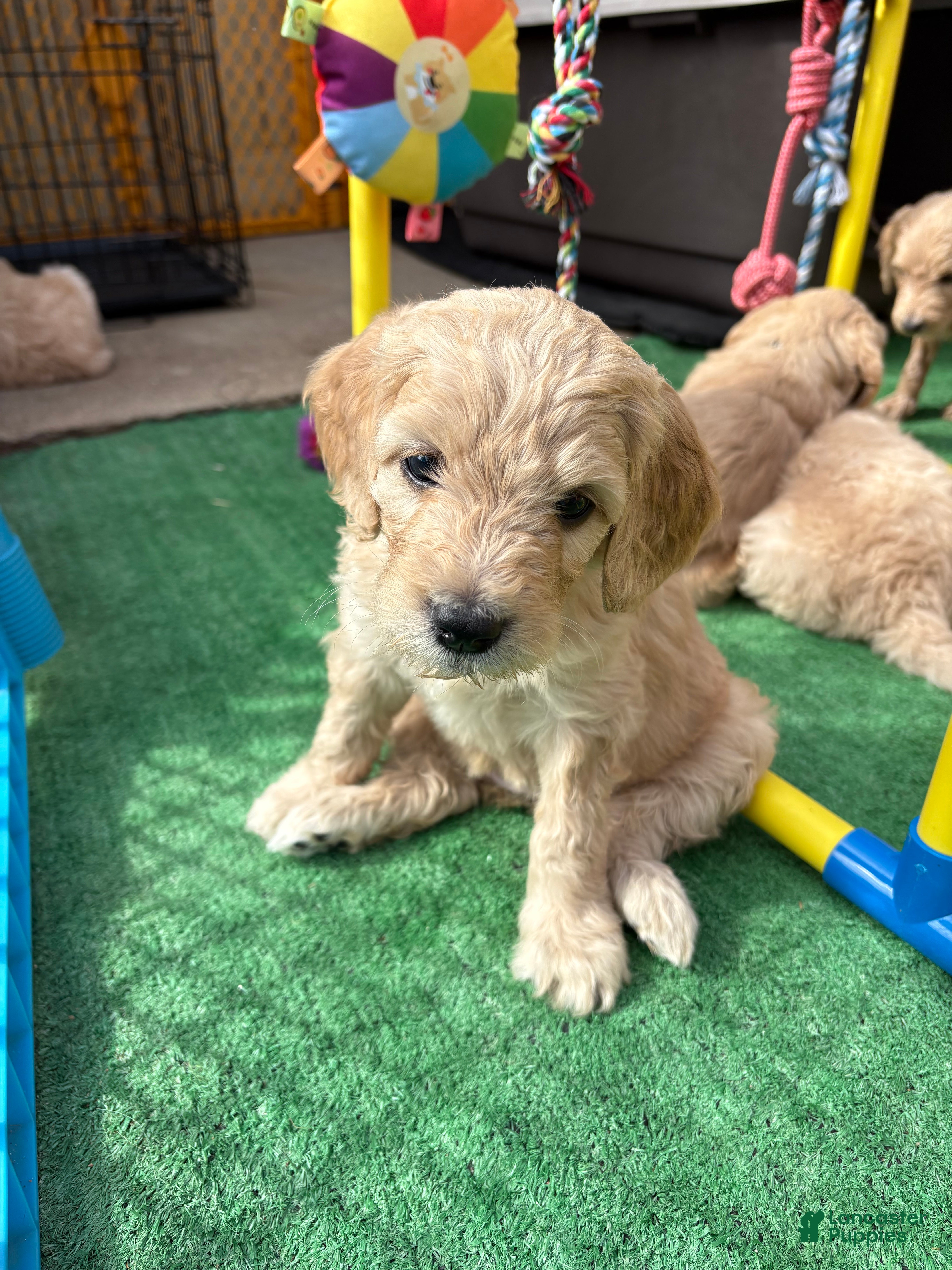 Goldendoodle dogs Goldendoodle Puppy 6 - Ad 10