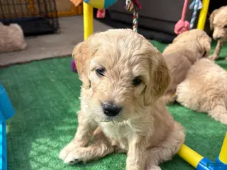 Goldendoodle dogs Goldendoodle Puppy 6 - Ad 10