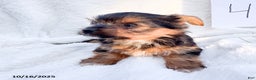 Yorkshire Terrier dogs for sale: Teddy - Ad 5