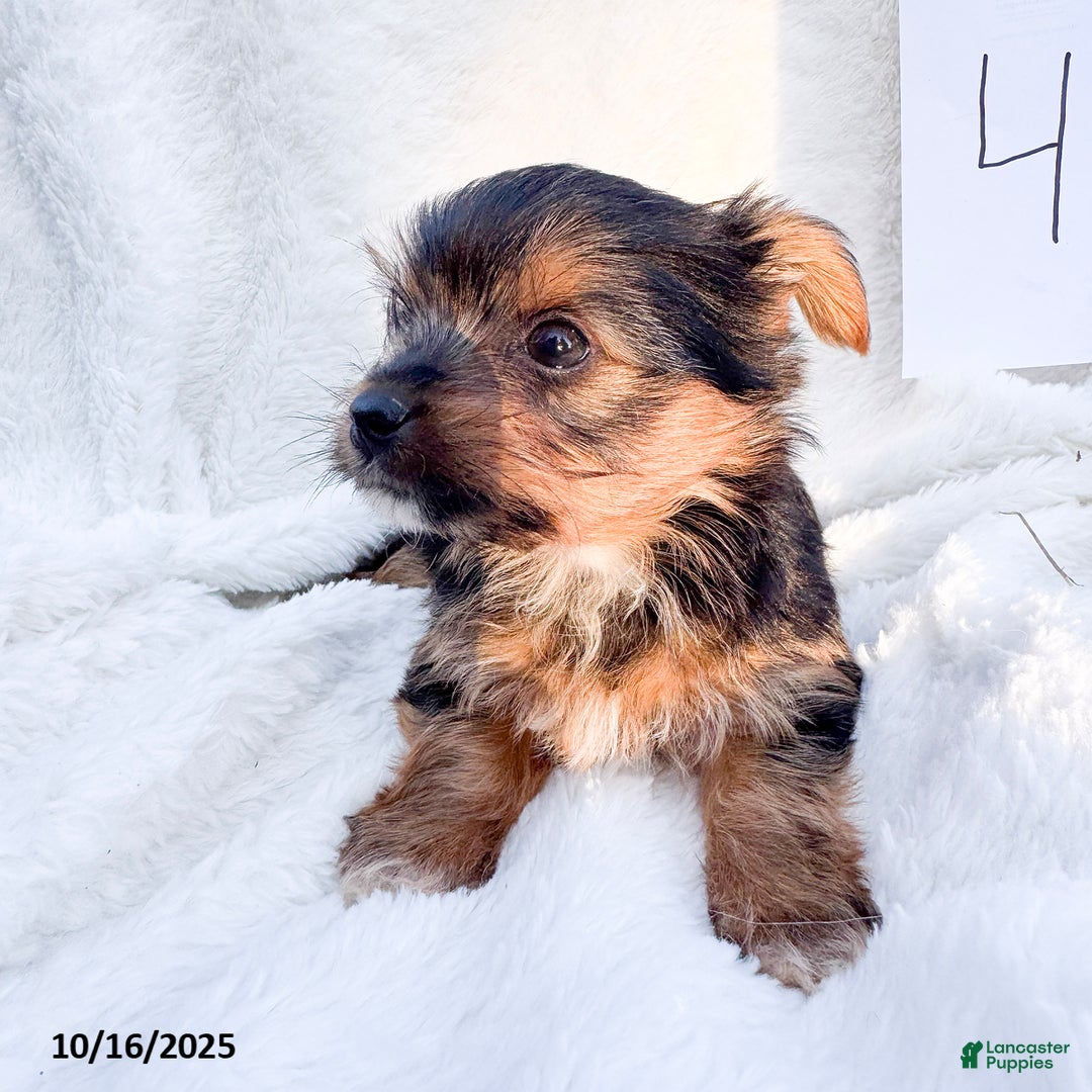 Yorkshire Terrier dogs for sale: Teddy - Ad 5