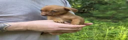 Chiweenie dogs for sale: Foxy - Ad 4