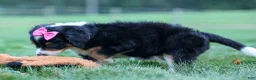 Bernedoodle dogs for sale: Yancy ❤️ - Ad 14
