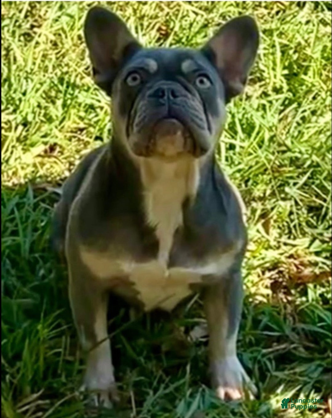 French Bulldog dogs for sale: French Bulldog Puppy 2 - Ad 2