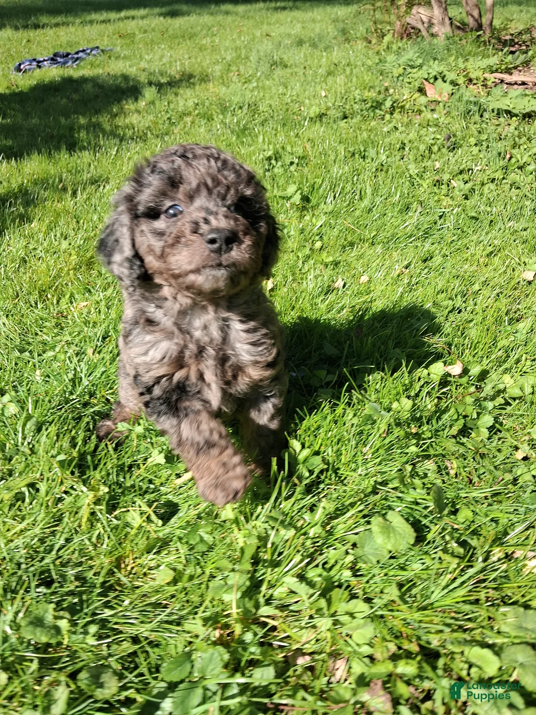 Mixed Breed dogs for sale: Stanley - Ad 2