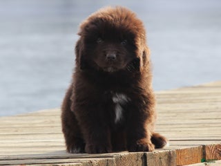 Newfoundland dogs Pansy - Ad 24