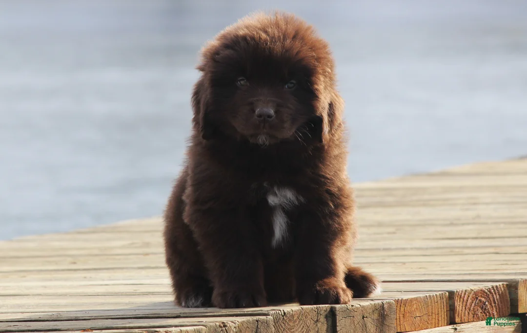 Newfoundland dogs for sale: Pansy  - Ad 15