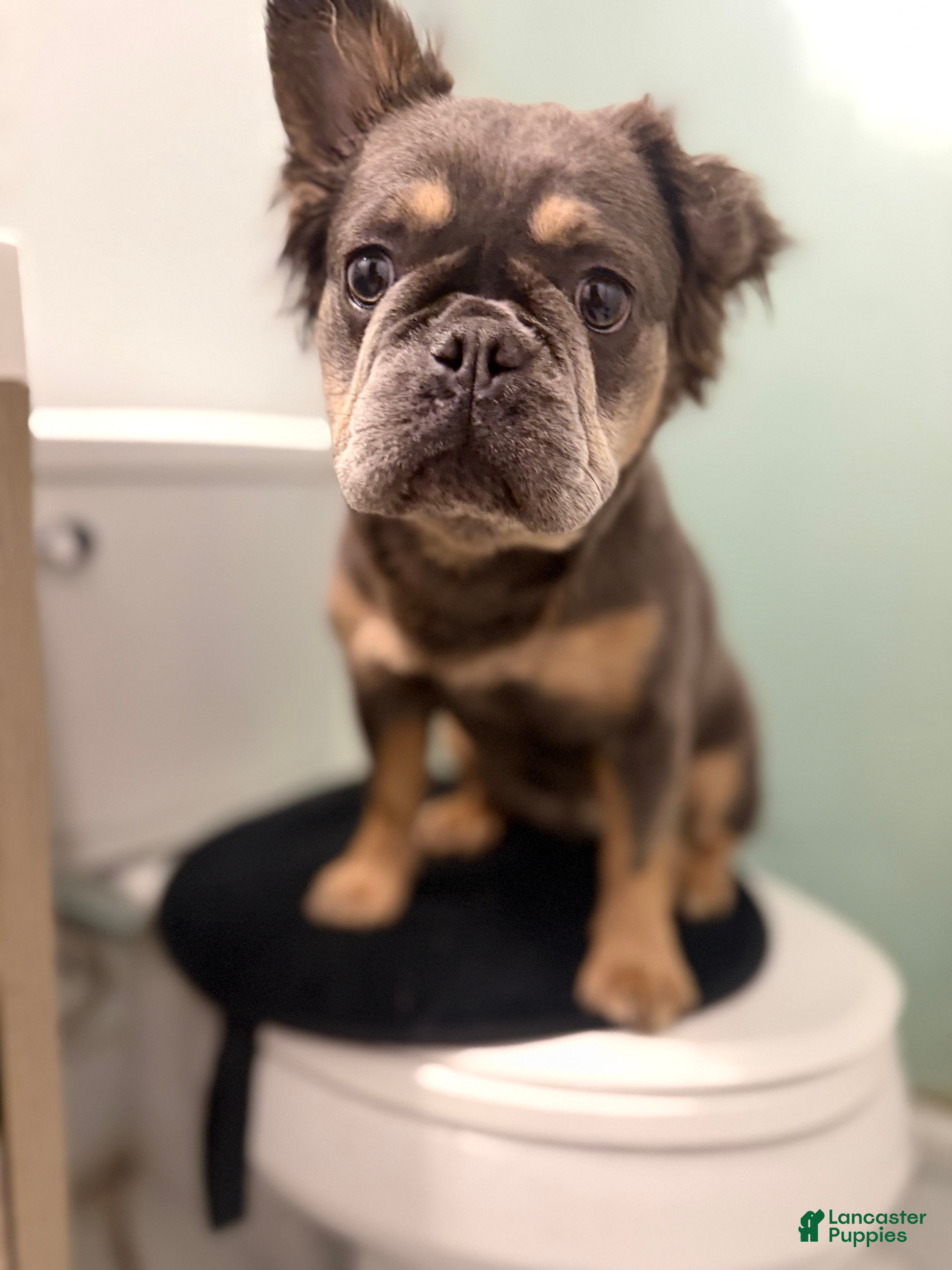 French Bulldog dogs Vanilla - Ad 6