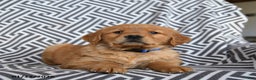 Golden Retriever dogs for sale: Licorice - Ad 1
